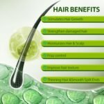Lifewithqueenp Hair Care Growth Oil, Ayurvedic Hair Growth Oil, Lightweight Natural Herbs Scalp Oils for All Hair Types (1) - Image 5