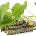 Fresh Neem Giloy Sticks Set of 12 (6" Inch Long) Packing in Corrugated Box