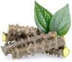 Fresh Neem Giloy Sticks Set of 12 (6" Inch Long) Packing in Corrugated Box - Image 2